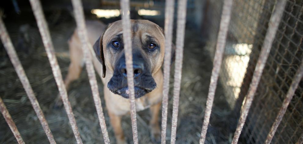 Authorities went to the property at Glenarbon, Queensland,  to find dogs kept in "distrubing" conditions. Photo: Reuters