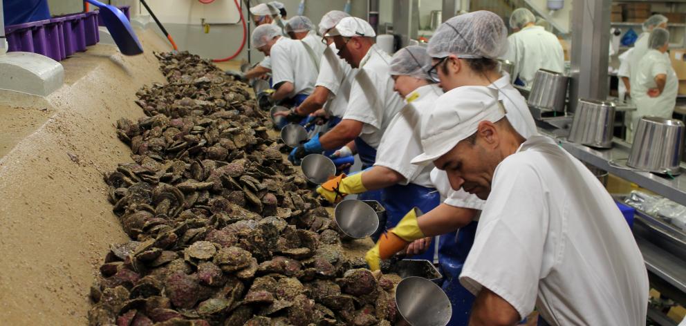 Oyster openers hard at work at Barnes Wild Bluff Oysters in Invercargill yesterday, on the first...