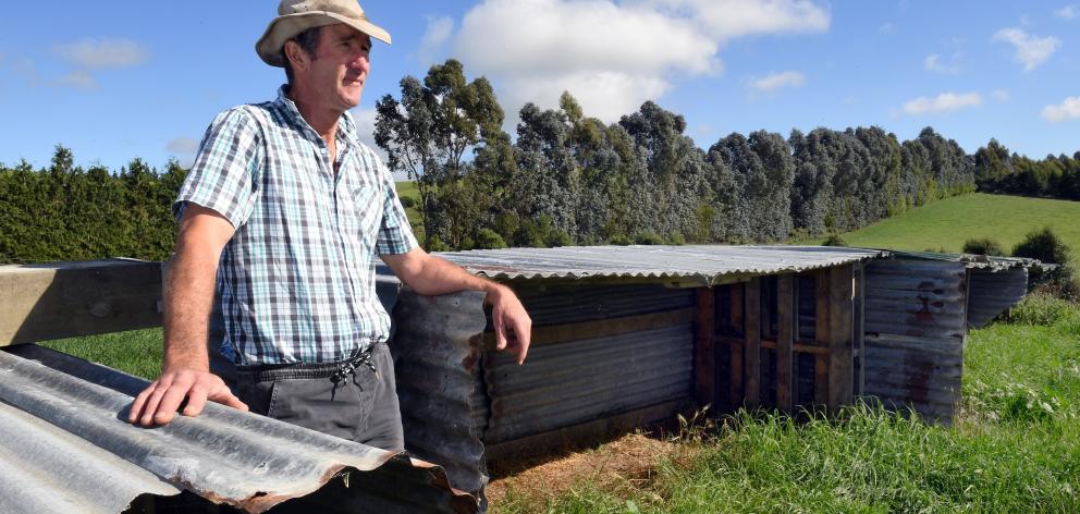 Empty pens . . . Kerry Dwyer stands beside some of his empty calf-rearing sheds on his Maheno...