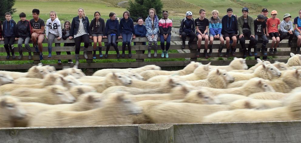 Pupils from Liberton Christian School visit Preston and Tori Hope's sheep and beef farm at Deep...