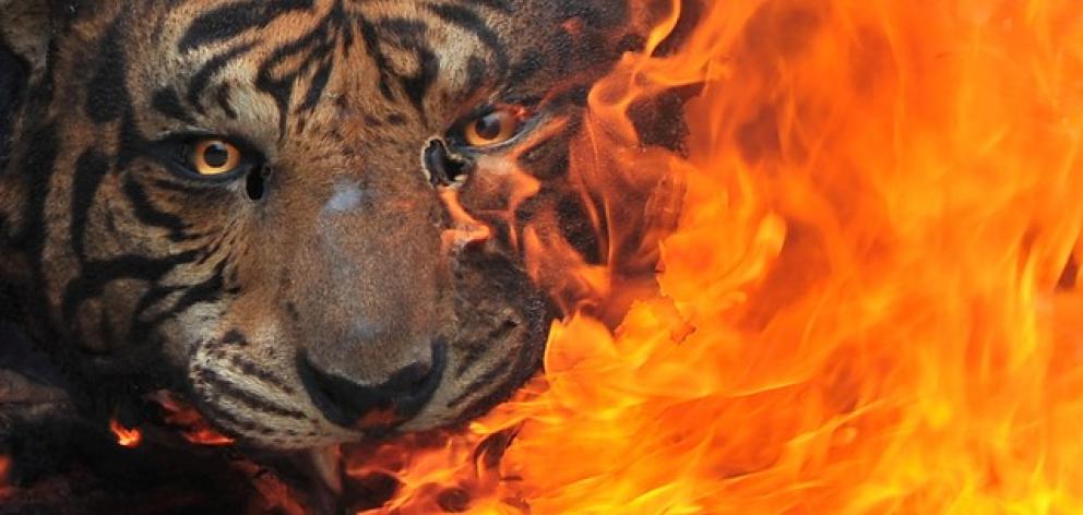 Evidence of preserved tigers burned for destruction at the Office of Natural Resources Conservation in Palembang, Indonesia. Antara Foto/Feny Selly/File Photo via Reuters