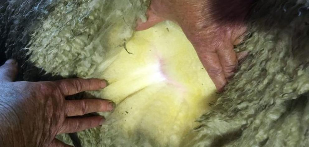Hot weather in the North Island has stained the wool yellow. Photo: Supplied via RNZ