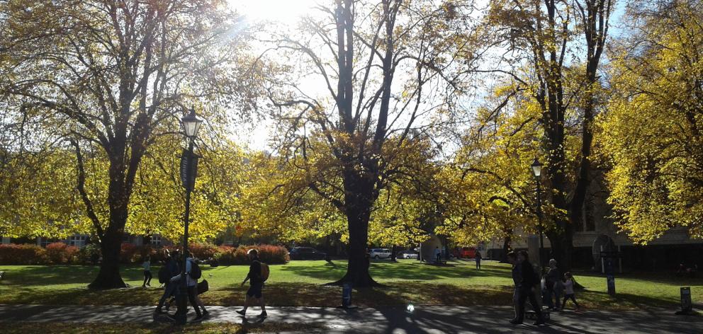 Pedestrians crossing Dunedin's Museum Reserve on Monday. PHOTO: ANDREW LONIE