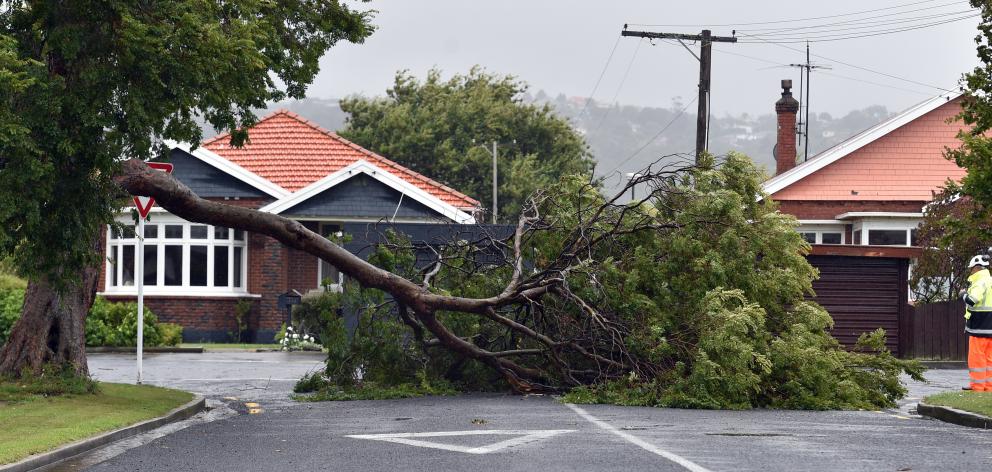 The tree damaged in severe weather earlier this year and later cut down.