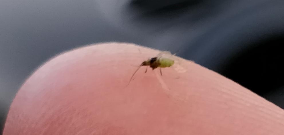 One of thousands of tiny insects which were swarming near the University of Otago this week....