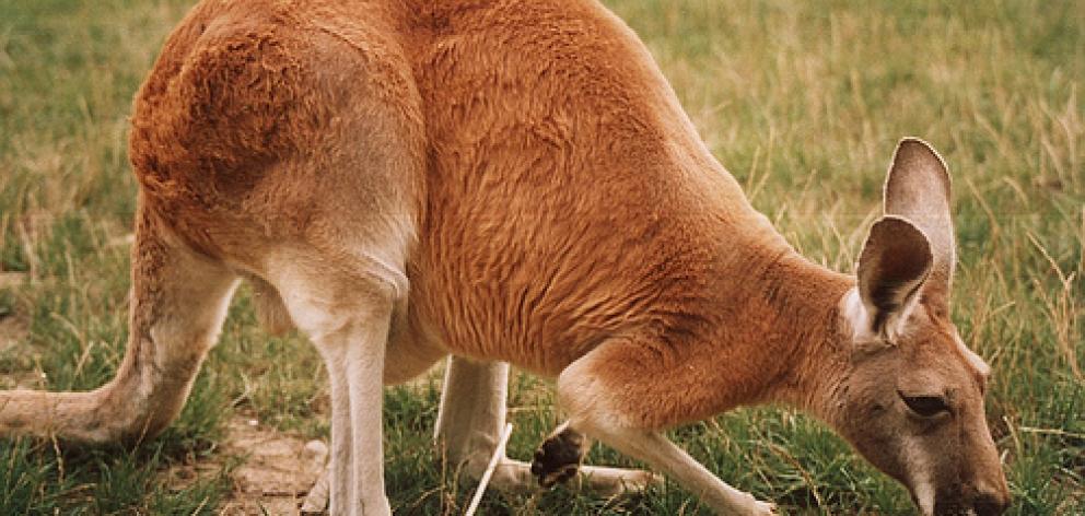 kangaroo.jpg