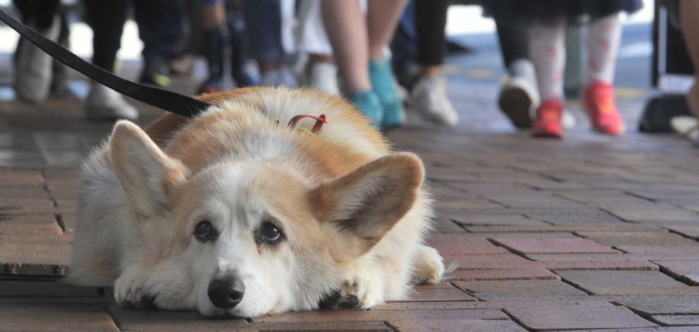 We all feel a bit like this sometimes. Bryn Somerville’s dog Rodger (11), of Christchurch, waits...