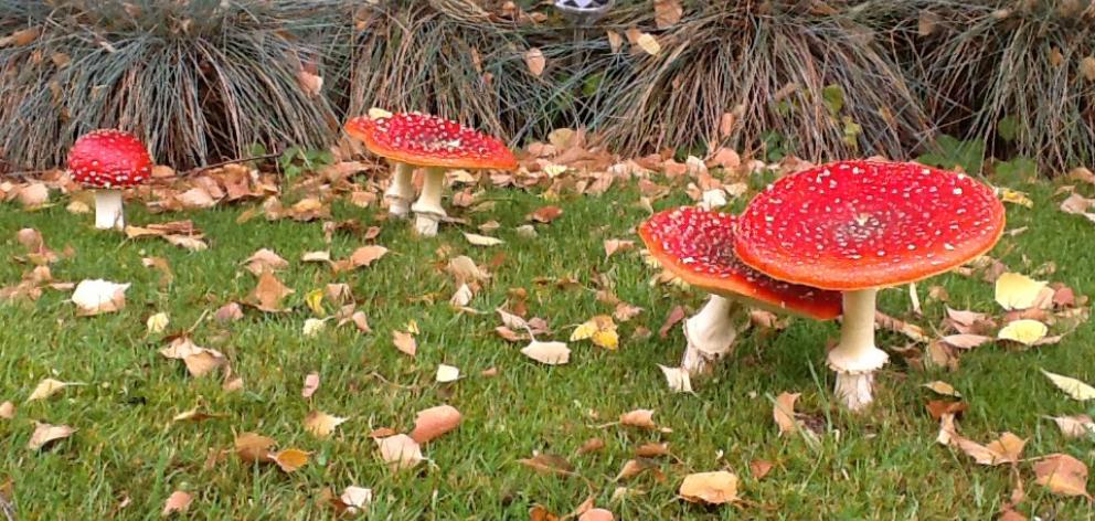 Fly agaric - Amanita muscaria - spreading across the lawn in Wanaka. PHOTO: KEITH BARCLAY