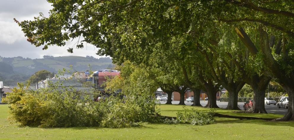 Strong northeasterlies yesterday blew down a large limb from a tree at the Gardens Ground in...