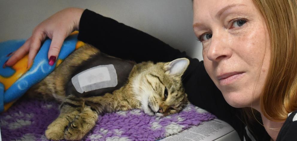 Izzy the cat recovers yesterday after being shot  this week. Owner Bonnie Smith is appealing for...