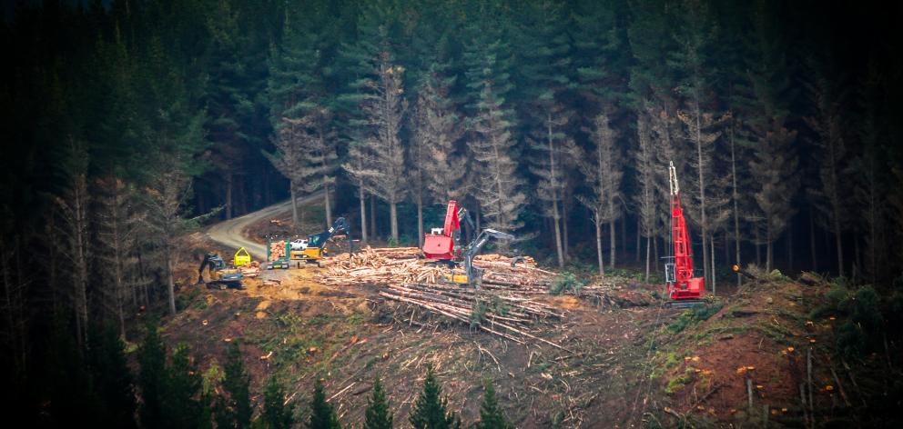Contractors at work on DCC-owned City Forests’ plantation near Dunedin. Photo: Ross Chambers