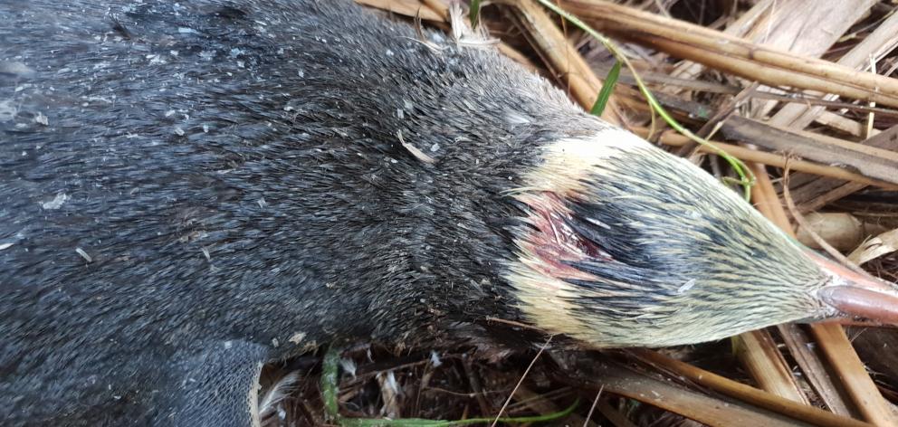 A yellow-eyed penguin after a dog attack in the Catlins. Photo: Yellow-Eyed Penguin Trust