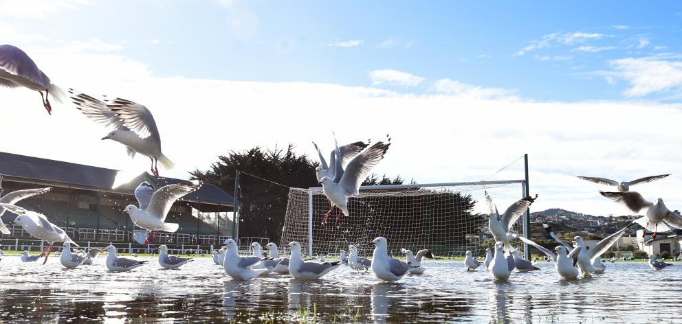 Seagulls on the water at Tahuna Park yesterday after the weekend's heavy rainfall. PHOTO: PETER...