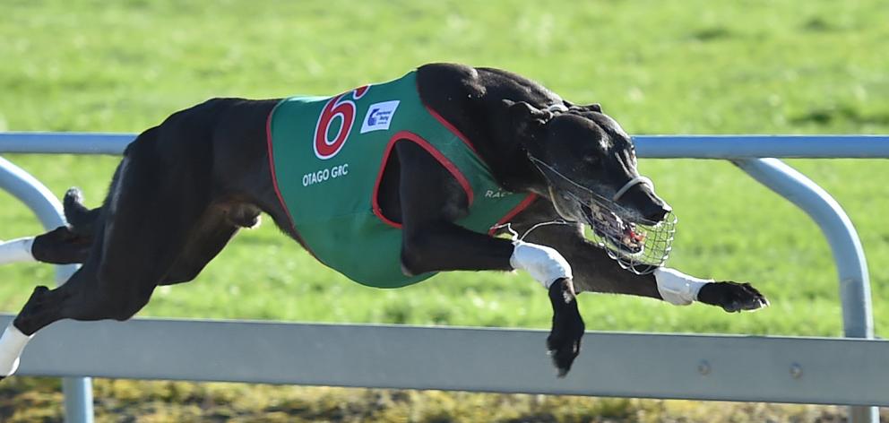 Darfield greyhound Wheelchair Norm flew into the greyhound history books at Forbury Park yesterday by scoring his 89th win. Photo: Peter McIntosh