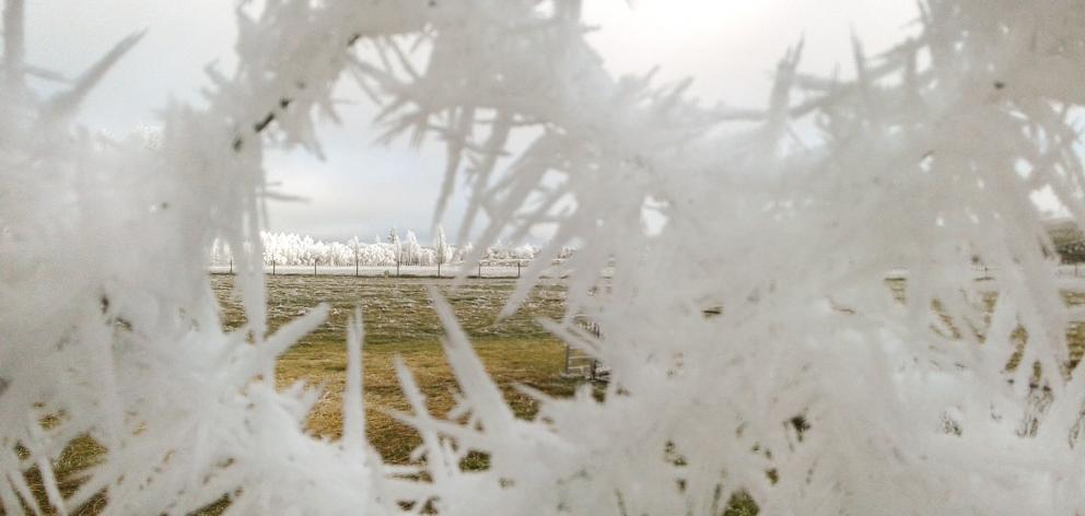 Some very long ice needles on this fence near Lauder last Wednesday during Central Otago’s hoar...
