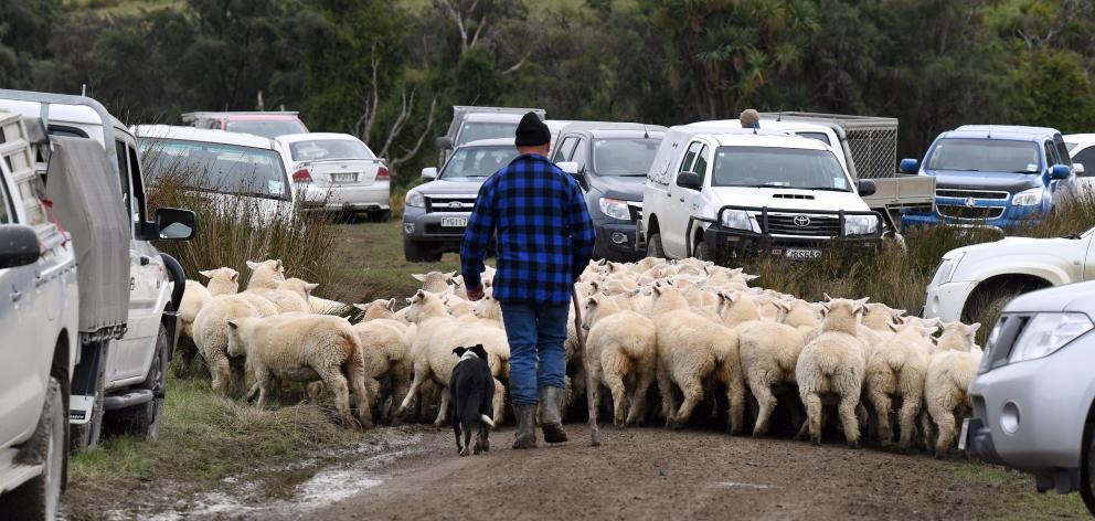 A levies increase proposed in the sheep and beef sector would raise more than $4million. PHOTO:...