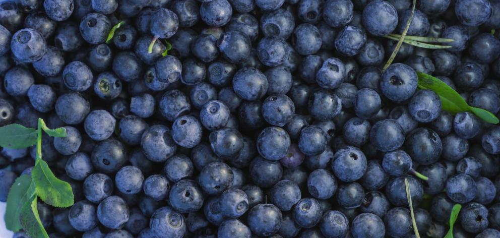 Blueberries have been eaten by native Americans for centuries. Photo: Getty Images