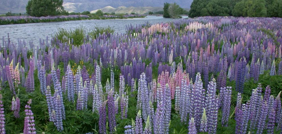 Lupins at present blooming by the thousands in the Ahuriri River with mountains in the background are stopping travellers on State Highway 8 near Omarama to take photographs and videos of the display. Photo: ODT file
