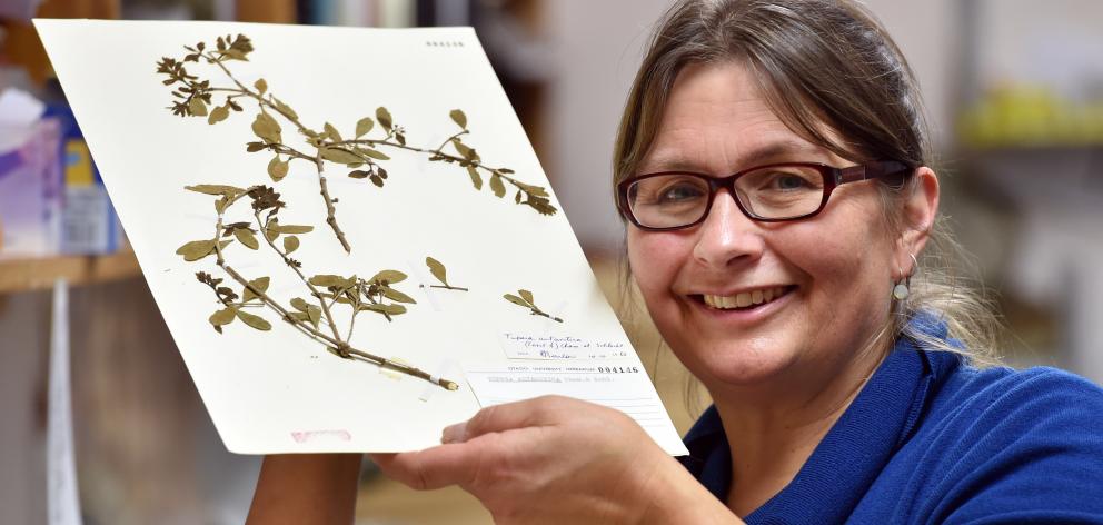 University of Otago botanist Janice Lord holds some rare native mistletoe. Photo: Peter McIntosh