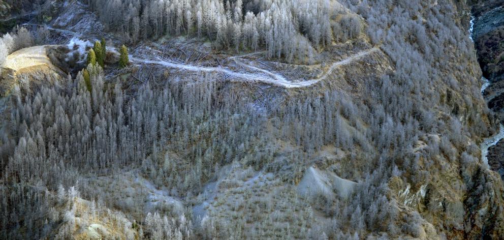 Sprayed wilding pines die off in the upper Shotover River gorge in this 2014 photograph. Photo: ODT