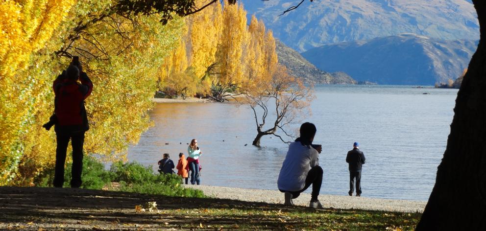 Tourists photograph Wanaka's famous Roy's Bay willow. Photo: Mark Price