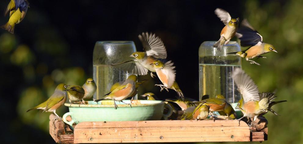 Silvereyes (waxeyes to many) flock to a bird table in Sawyers Bay, where they drink up to six...