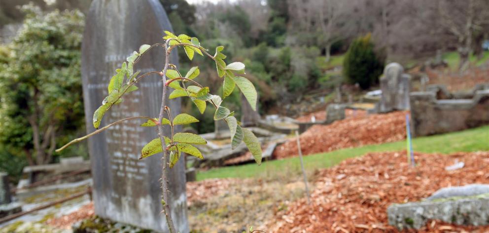 Heritage roses have been replanted at Dunedin's Northern Cemetery to replace those poisoned in 2016. Photo: Stephen Jaquiery