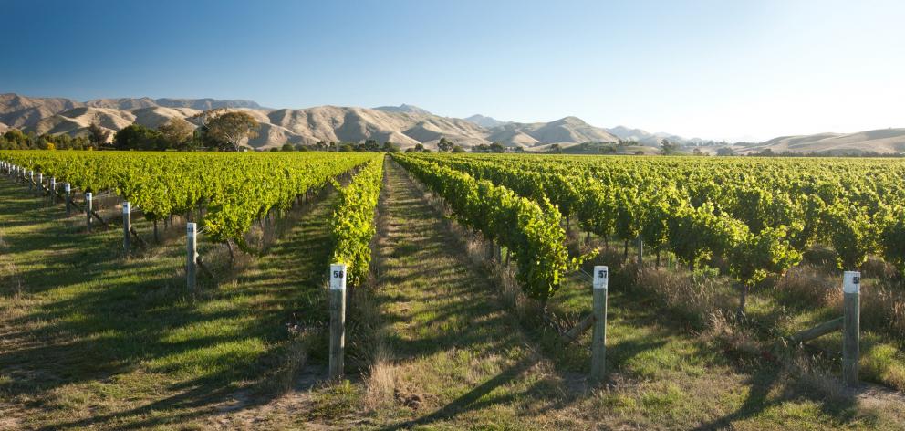 Proposed changes over access to grapes do not suit everyone; pictured, a sauvignon blanc vineyard...
