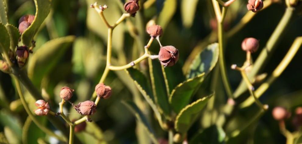 The Japanese spindle tree, which is banned by the Ministry of Primary Industries, was included in a plan to plant a billion trees in New Zealand. Photo: RNZ