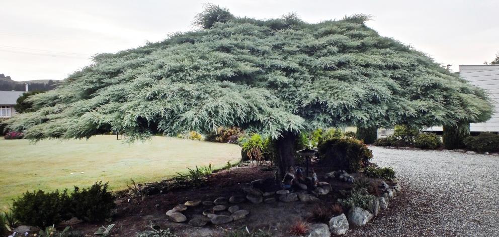 This weeping cypress, whose branches swept the ground, has been carefully pruned into an umbrella...