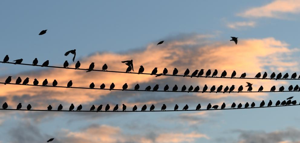 Starlings gather on power lines in Shiel Hill, Dunedin, before performing wheeling stunts, and roosting in a big plantation nearby, in Highcliff Rd. Photo: Stephen Jaquiery