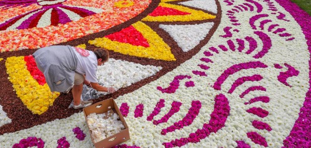The flower carpet dates back to 1971, when Brussels councillors were impressed by similar arrangements in the neighbouring Flanders province and decided to bring it to the city. Photo: Reuters The flower carpet dates back to 1971, when Brussels councillors were impressed by similar arrangements in the neighbouring Flanders province and decided to bring it to the city. Photo: Reuters