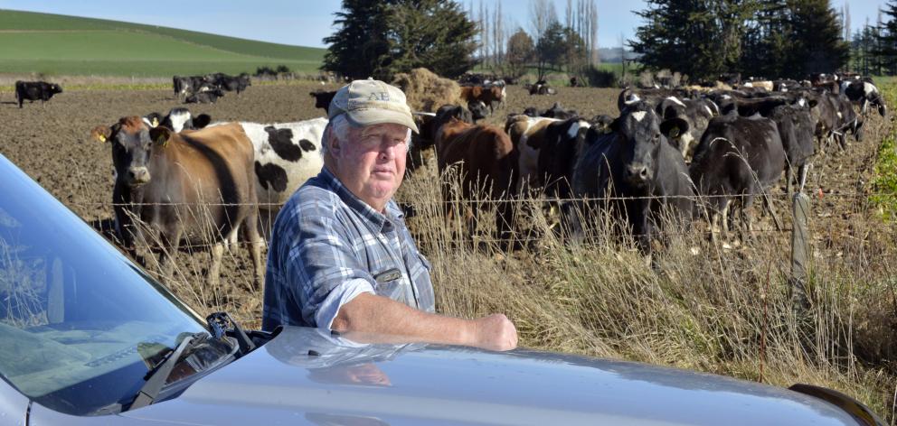Ivan Roulston has had 65 in-calf dairy cows stolen from his Toropuke dairy farm. PHOTO: GERARD O...