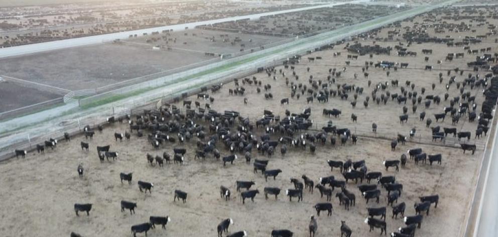 The Five Star Beef feedlot is the biggest in New Zealand. Photo: Supplied by SAFE via RNZ