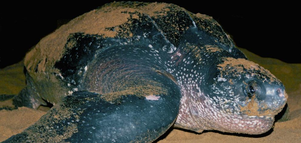 ‘‘Leatherbacks are living fossils,’’ says oceanographer Prof Callum Roberts, of York University. ...