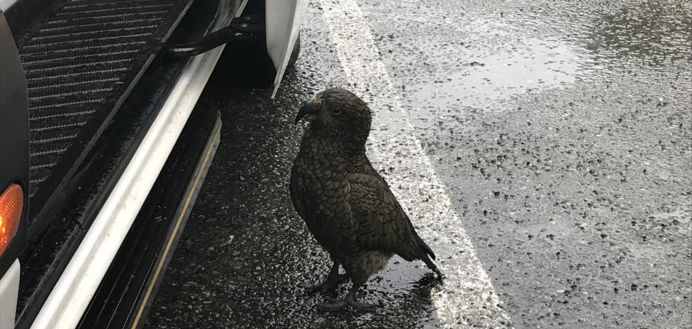 A friendly kea tries to hitch a ride in Fiordland. PHOTO: DAISY HUDSON