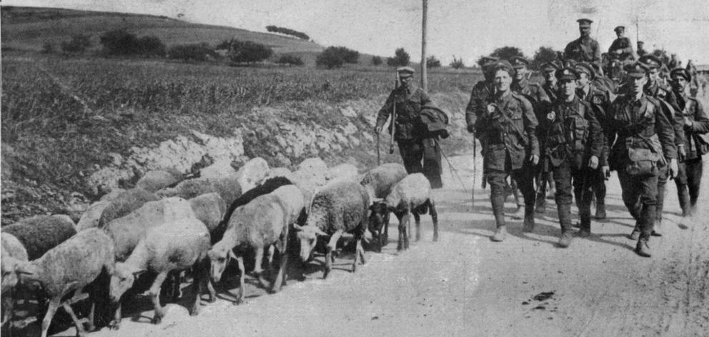 British troops bring a flock of sheep with them as they march along a road on the Western Front. ...