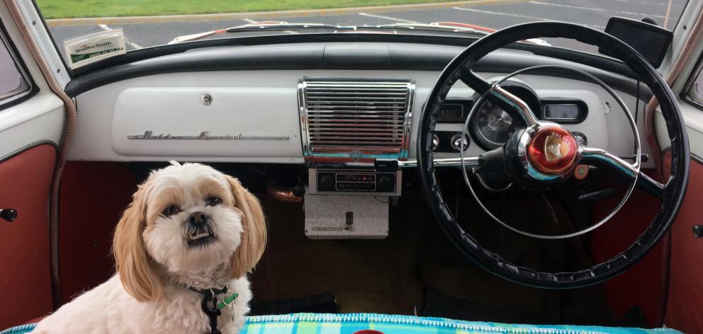 Shih tzu-cross Minnie in her owner’s 1959 Holden FC, which is entered in next month’s Autospectacular 2018 at the Edgar Centre. Photo: Shawn McAvinue