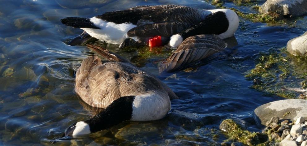 Canada geese lie on the shores of the Falls Dam last week after a cull by a helicopter shooter....