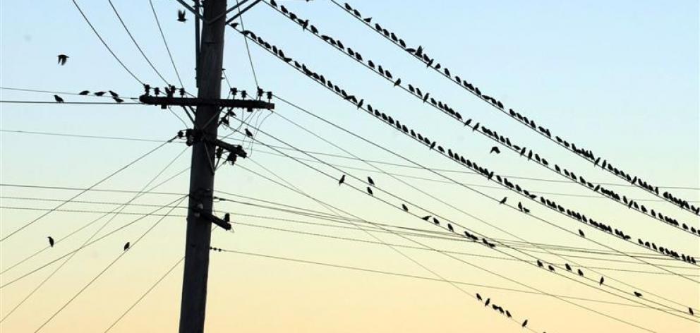 Dunedin boutique electricity retailer Payless Energy moving up the ranks; pictured, starlings on...