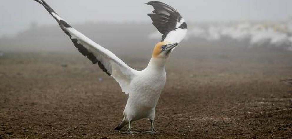 A male gannet puts on a stretching display hoping to attract a mate at Cape Kidnappers. Photo: Warren Buckland via NZ Herald