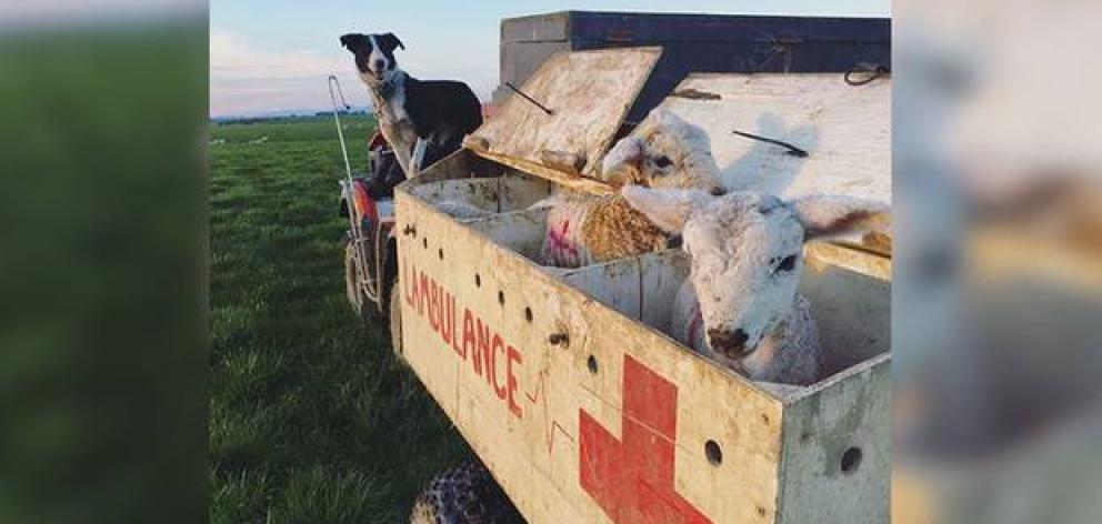 Wrey's Bush farmer Bradley Stewart came up with the crafty idea to turn one of his vehicles in an ambulance for animals as a way to transport animals around the paddock. Photo: Anna McFarlane