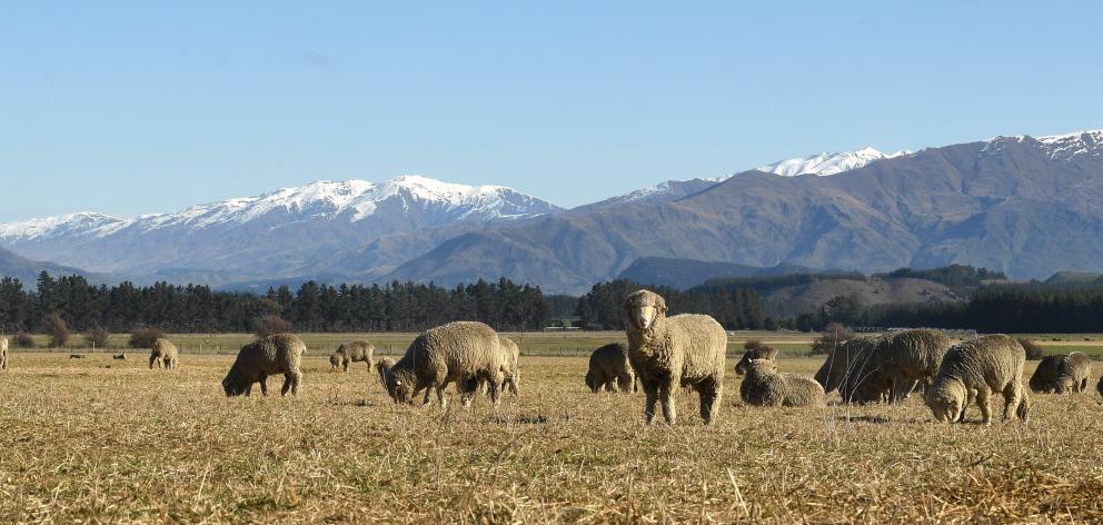 Merino sheep feed on sweet-smelling baleage during a stunning day at Hawea Flat. Photo: Stephen...