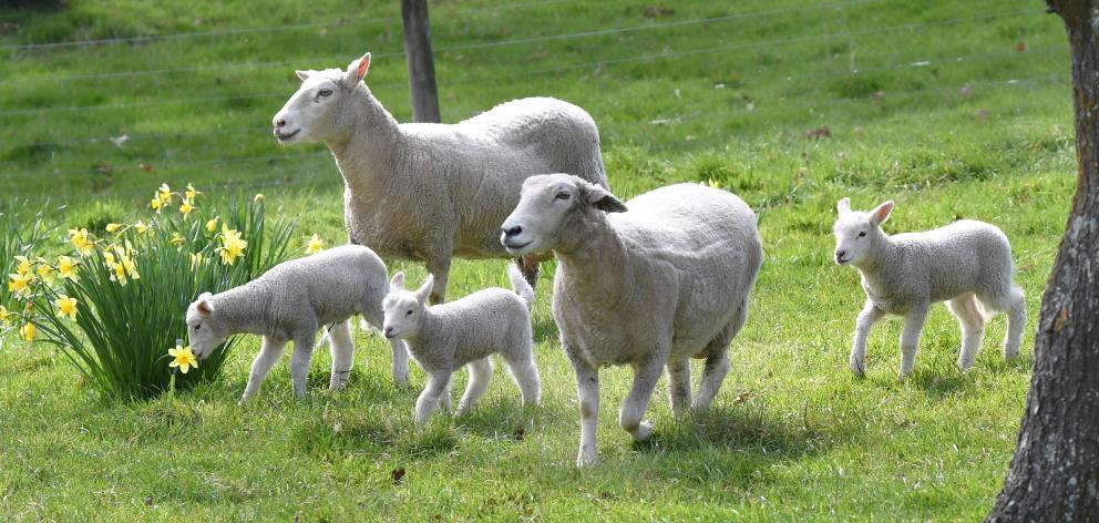 A week after being shot through the head, this ewe (front, floppy ears) has not only survived but...