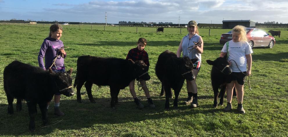 Rangiora High School cattle show team members Abbie Walls (14, left), Ryan Ashworth (12), Alexis Miller (17) and Grace Rhodes (12) practice parading with new season calves at Woolstone Park. Photos: David Hill