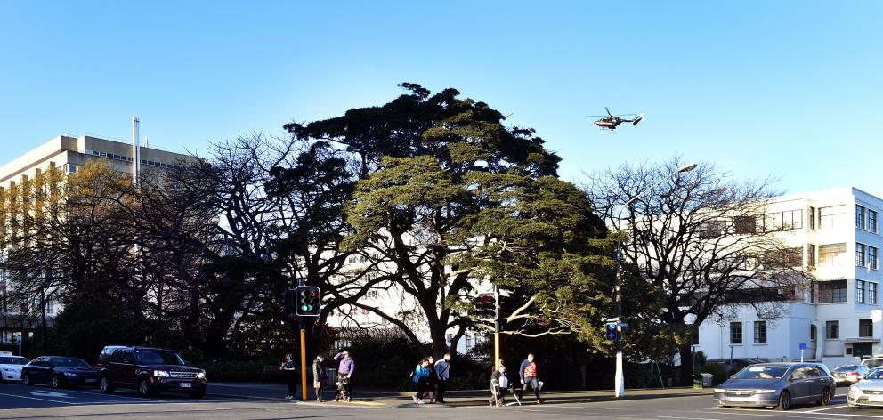 The silver beech outside Dunedin Hospital. Photo: Peter McIntosh 