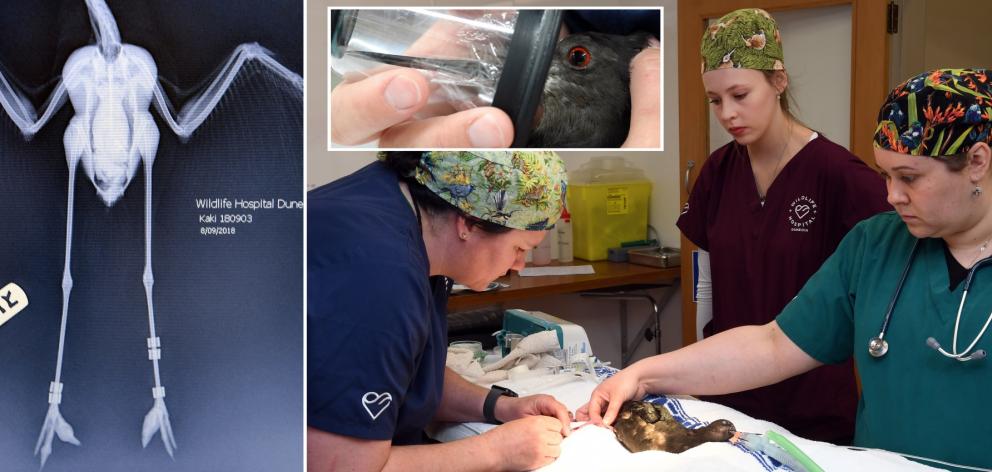 Wildlife veterinary surgeon Dr Lisa Argilla (left), wildlife veterinary nurse Emily Brewer ...