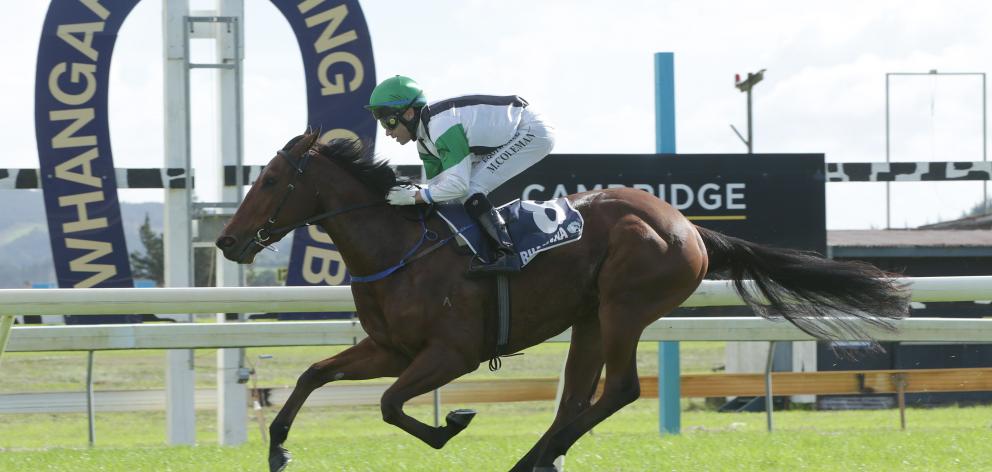 Wekaforce is the favourite for the tomorrow's Canterbury Belle Stakes at Riccarton. Photo: Trish...