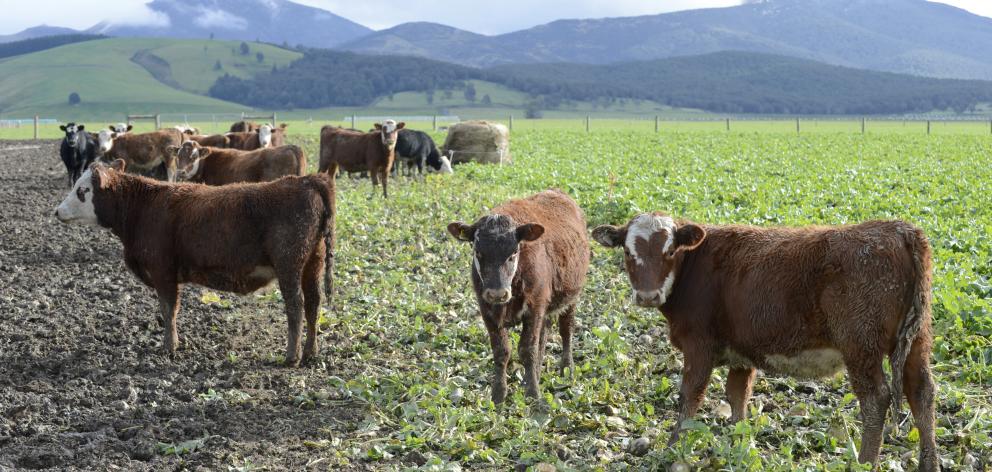 Drought in both the United States and Australia is expected to add to global beef supply in the year ahead. Photo: Gerard O'Brien