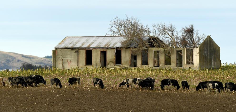 Total dairy exports increased 13.9% to $16.7billion for the year ended June; pictured, cows browse winter fodder beside a disused farm building, near Kelso. Photo: Stephen Jaquiery